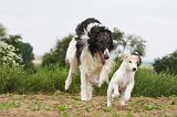 BARZOI 096